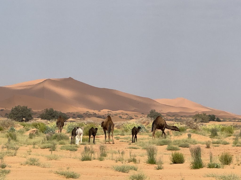 3 Días desde Fez al Desierto